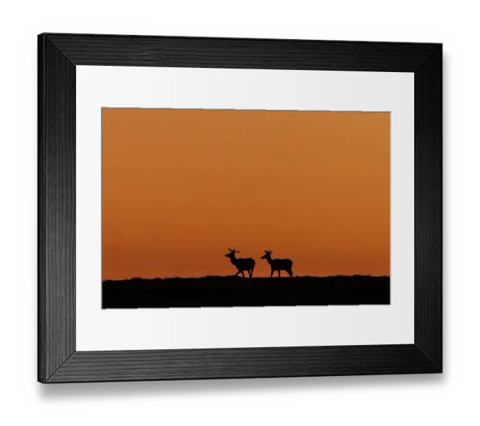Framed Print : Bull elk silhouetted by the dawn light in Theodore Roosevelt National Park, North Dakota, USA. (Editorial Use Only) Framed Print : Bull elk silhouetted by the dawn light in Theodore Roosevelt National Park, North Dakota, USA. (Editorial Use Only)