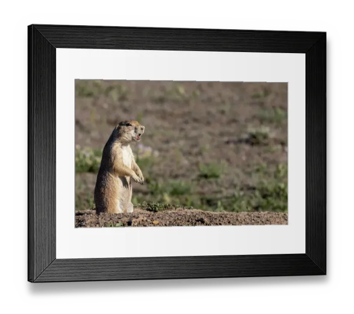 Framed Print : Prairie dogs in Theodore Roosevelt National Park, North Dakota, USA. (Editorial Use Only) Framed Print : Prairie dogs in Theodore Roosevelt National Park, North Dakota, USA. (Editorial Use Only)