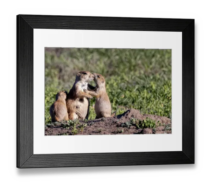 Framed Print : Prairie dog family in Theodore Roosevelt National Park, North Dakota, USA. (Editorial Use Only)