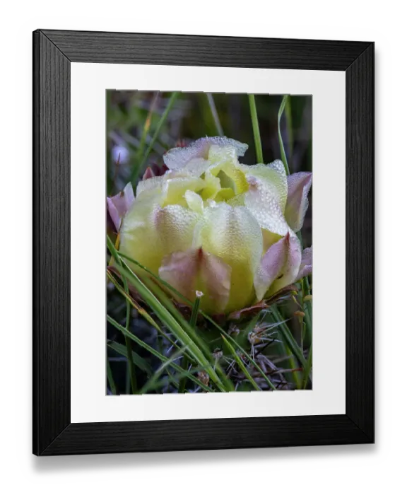 Framed Print : Prickly pear cactus in bloom in Theodore Roosevelt National Park, North Dakota, USA. (Editorial Use Only) Framed Print : Prickly pear cactus in bloom in Theodore Roosevelt National Park, North Dakota, USA. (Editorial Use Only)