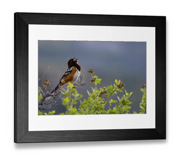 Framed Print : Spotted towhee singing in Theodore Roosevelt National Park, North Dakota, USA. (Editorial Use Only)
