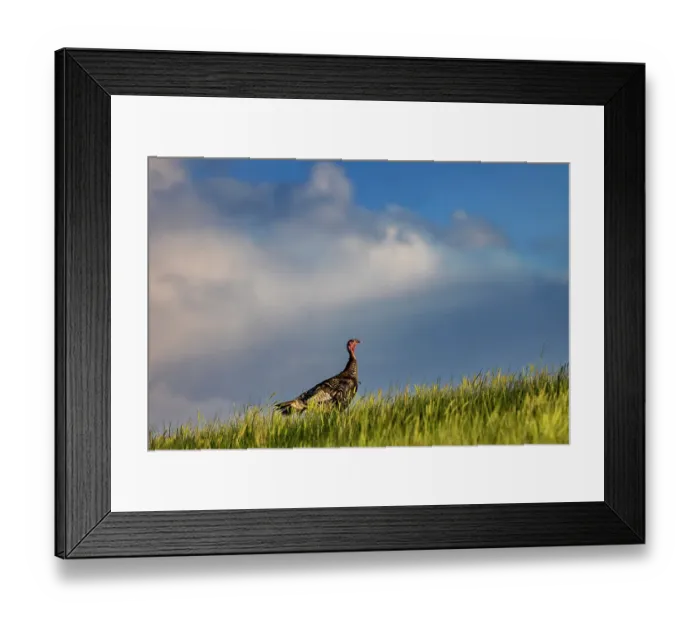 Framed Print : Wild turkey hen in Theodore Roosevelt National Park, North Dakota, USA. (Editorial Use Only) Framed Print : Wild turkey hen in Theodore Roosevelt National Park, North Dakota, USA. (Editorial Use Only)