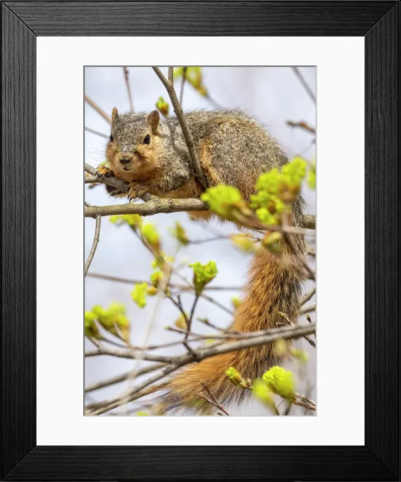 Framed Print : Fox squirrel eating tree buds in Defiance, Ohio, USA. (Editorial Use Only) Framed Print : Fox squirrel eating tree buds in Defiance, Ohio, USA. (Editorial Use Only)