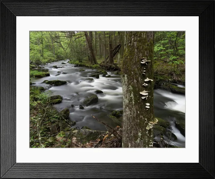 Framed Print : Mountain stream, Central Pennsylvania, USA Framed Print : Mountain stream, Central Pennsylvania, USA