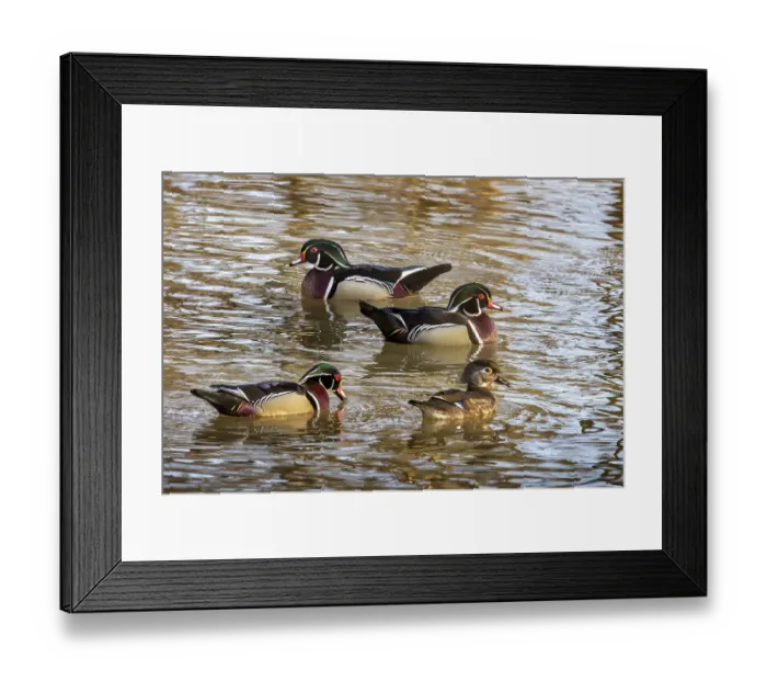 Framed Print : Wood duck in creek in Defiance, Ohio, USA. (Editorial Use Only) Framed Print : Wood duck in creek in Defiance, Ohio, USA. (Editorial Use Only)