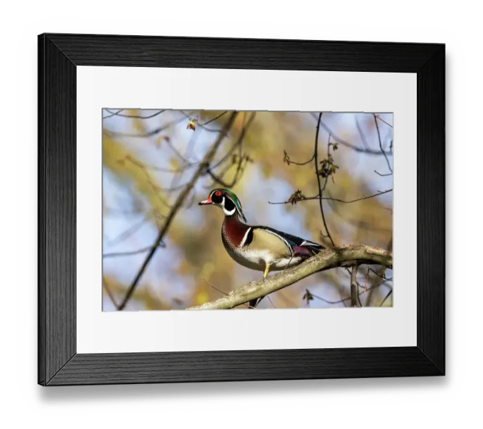 Framed Print : Male wood duck in tree in Defiance, Ohio, USA. (Editorial Use Only) Framed Print : Male wood duck in tree in Defiance, Ohio, USA. (Editorial Use Only)