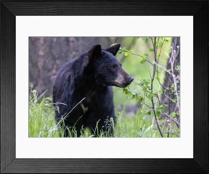 Framed Print : Young black bear at the National Bison Range in Moiese, Montana, USA. (Editorial Use Only) Framed Print : Young black bear at the National Bison Range in Moiese, Montana, USA. (Editorial Use Only)
