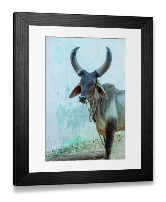 Framed Print : India. Kankrej Cattle Framed Print : India. Kankrej Cattle