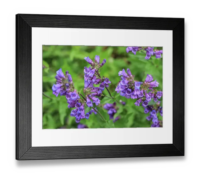 Framed Print : Bremerton, Washington State, Usa. Purple flower in garden Framed Print : Bremerton, Washington State, Usa. Purple flower in garden