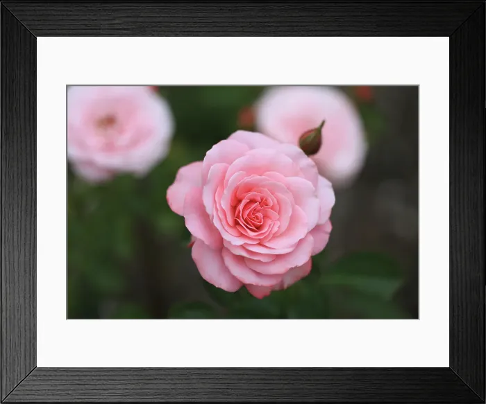 Framed Print : Bremerton, Washington State. Pink rose in garden Framed Print : Bremerton, Washington State. Pink rose in garden