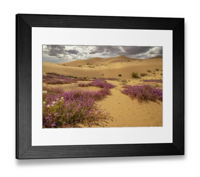 Framed Print : USA, California, Imperial Sand Dunes Recreation Area. Evening primrose and verbena flowers. ©Cathy & Gordon Illg / Jaynes Gallery / DanitaDelimont.com Framed Print : USA, California, Imperial Sand Dunes Recreation Area. Evening primrose and verbena flowers. ©Cathy & Gordon Illg / Jaynes Gallery / DanitaDelimont.com