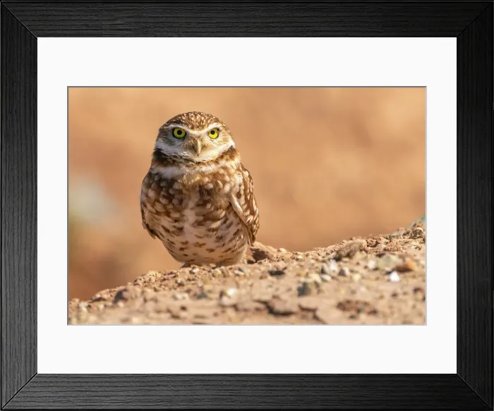 Framed Print : USA, California, Anza Borrego Desert State Park. Burrowing owl close-up. ©Cathy & Gordon Illg / Jaynes Gallery / DanitaDelimont.com Framed Print : USA, California, Anza Borrego Desert State Park. Burrowing owl close-up. ©Cathy & Gordon Illg / Jaynes Gallery / DanitaDelimont.com