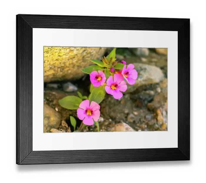 Framed Print : USA, California, Anza Borrego Desert State Park. Bigelow's monkey flower blossoms ©Cathy & Gordon Illg  /  Jaynes Gallery  /  DanitaDelimont.com