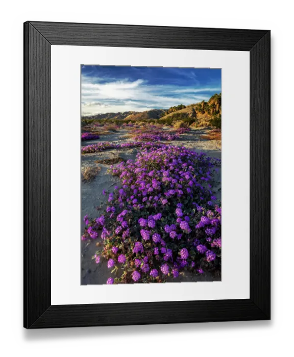 Framed Print : Sand verbena wildflowers in the Coachella Valley National Wildlife Refuge near Palm Springs, California, USA