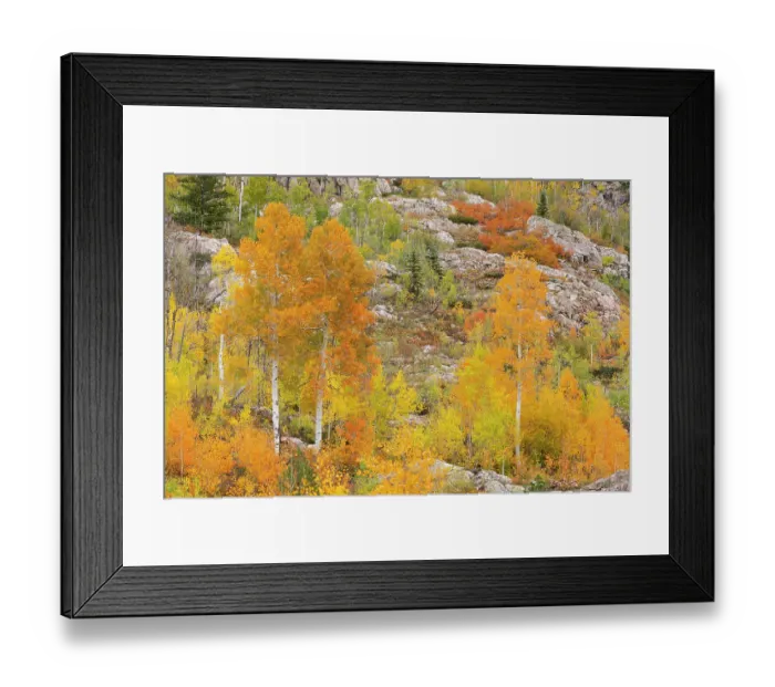Framed Print : USA, Colorado, San Juan National Forest. Aspen trees in autumn colors. ©Don Grall  /  Jaynes Gallery  /  DanitaDelimont.com