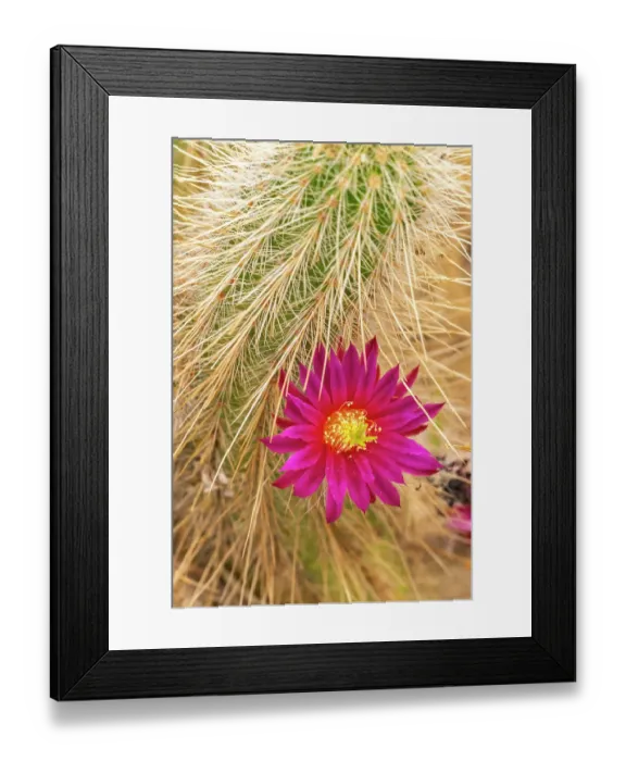 Framed Print : USA, California, Anza Borrego Desert State Park. Beavertail cactus blossom close-up. ©Cathy & Gordon Illg / Jaynes Gallery / DanitaDelimont.com Framed Print : USA, California, Anza Borrego Desert State Park. Beavertail cactus blossom close-up. ©Cathy & Gordon Illg / Jaynes Gallery / DanitaDelimont.com