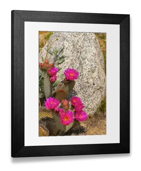 Framed Print : USA, California, Anza Borrego Desert State Park. Beavertail cactus blossom close-up. ©Cathy & Gordon Illg / Jaynes Gallery / DanitaDelimont.com Framed Print : USA, California, Anza Borrego Desert State Park. Beavertail cactus blossom close-up. ©Cathy & Gordon Illg / Jaynes Gallery / DanitaDelimont.com