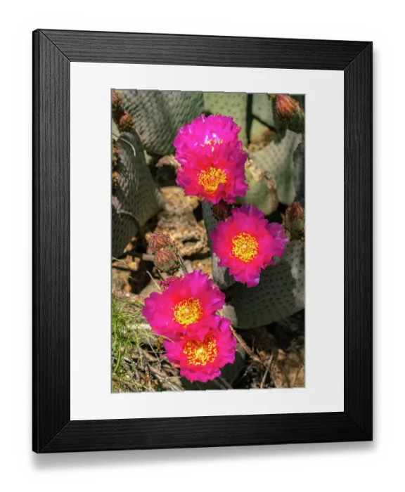 Framed Print : USA, California, Anza Borrego Desert State Park. Beavertail cactus blossom close-up. ©Cathy & Gordon Illg / Jaynes Gallery / DanitaDelimont.com Framed Print : USA, California, Anza Borrego Desert State Park. Beavertail cactus blossom close-up. ©Cathy & Gordon Illg / Jaynes Gallery / DanitaDelimont.com
