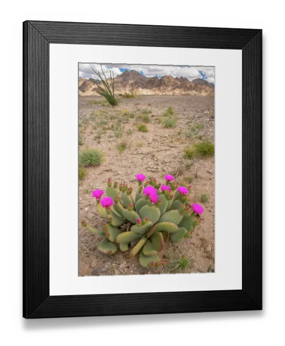 Framed Print : USA, California. Blooming beavertail cactus and Chocolate Mountains. ©Cathy & Gordon Illg  /  Jaynes Gallery  /  DanitaDelimont.com