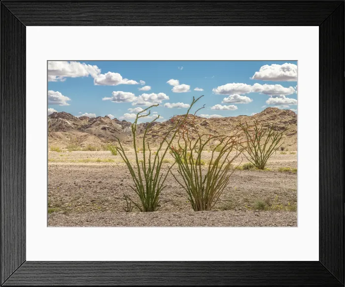 Framed Print : USA, California, Chocolate Mountains. Blooming ocotillo cactus and mountain. ©Cathy & Gordon Illg / Jaynes Gallery / DanitaDelimont.com Framed Print : USA, California, Chocolate Mountains. Blooming ocotillo cactus and mountain. ©Cathy & Gordon Illg / Jaynes Gallery / DanitaDelimont.com
