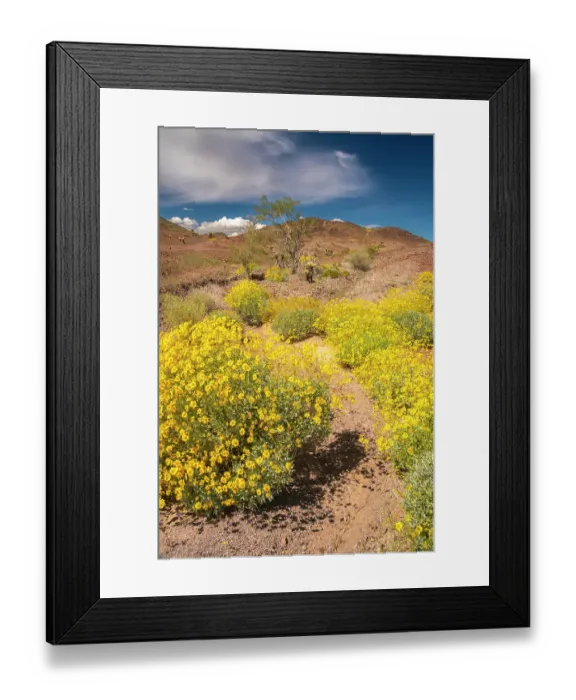 Framed Print : USA, California. Blooming brittlebush and Chocolate Mountains. ©Cathy & Gordon Illg / Jaynes Gallery / DanitaDelimont.com Framed Print : USA, California. Blooming brittlebush and Chocolate Mountains. ©Cathy & Gordon Illg / Jaynes Gallery / DanitaDelimont.com