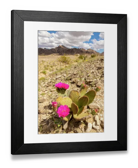 Framed Print : USA, California. Blooming beavertail cactus and Chocolate Mountains. ©Cathy & Gordon Illg  /  Jaynes Gallery  /  DanitaDelimont.com