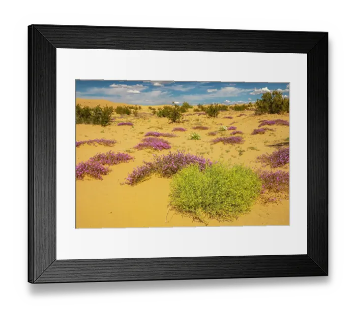 Framed Print : USA, California, Imperial Sand Dunes Recreation Area. Blooming verbena flowers. ©Cathy & Gordon Illg / Jaynes Gallery / DanitaDelimont.com Framed Print : USA, California, Imperial Sand Dunes Recreation Area. Blooming verbena flowers. ©Cathy & Gordon Illg / Jaynes Gallery / DanitaDelimont.com