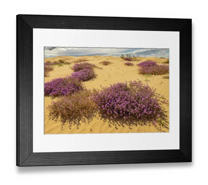 Framed Print : USA, California, Imperial Sand Dunes Recreation Area. Blooming verbena flowers. ©Cathy & Gordon Illg  /  Jaynes Gallery  /  DanitaDelimont.com