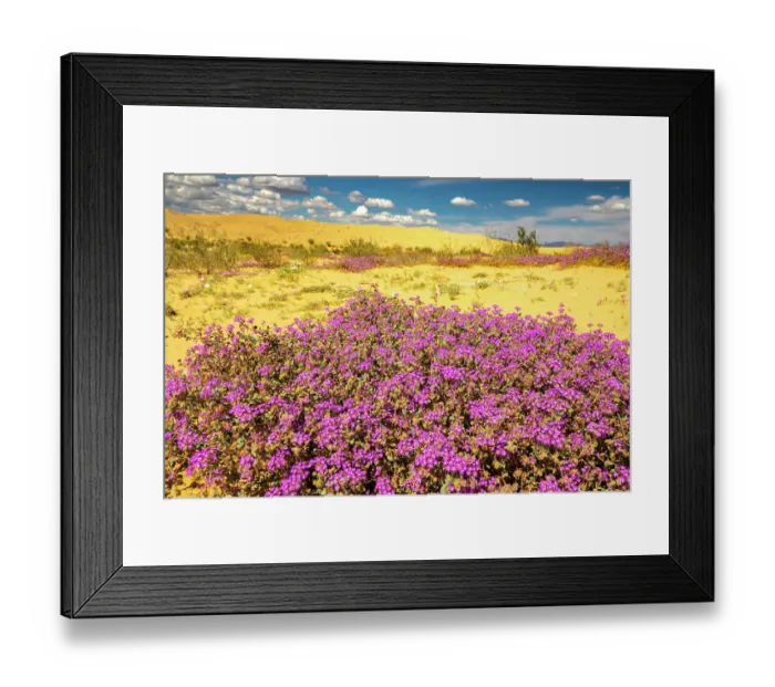 Framed Print : USA, California, Imperial Sand Dunes Recreation Area. Blooming verbena flowers. ©Cathy & Gordon Illg / Jaynes Gallery / DanitaDelimont.com Framed Print : USA, California, Imperial Sand Dunes Recreation Area. Blooming verbena flowers. ©Cathy & Gordon Illg / Jaynes Gallery / DanitaDelimont.com