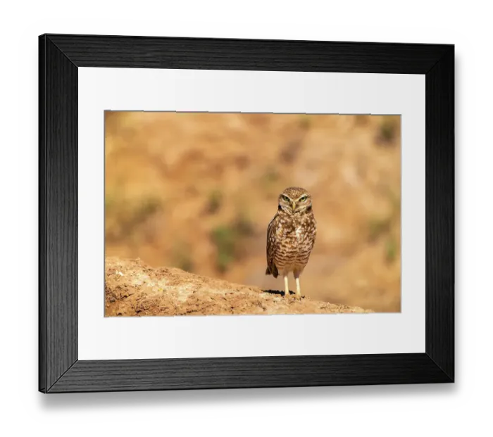 Framed Print : USA, California, Anza Borrego Desert State Park. Burrowing owl close-up. ©Cathy & Gordon Illg / Jaynes Gallery / DanitaDelimont.com Framed Print : USA, California, Anza Borrego Desert State Park. Burrowing owl close-up. ©Cathy & Gordon Illg / Jaynes Gallery / DanitaDelimont.com