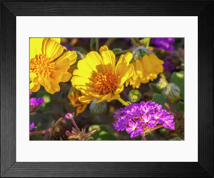 Framed Print : USA, California, Anza Borrego Desert State Park. Verbena and goldfields blossoms close-up. ©Cathy & Gordon Illg / Jaynes Gallery / DanitaDelimont.com Framed Print : USA, California, Anza Borrego Desert State Park. Verbena and goldfields blossoms close-up. ©Cathy & Gordon Illg / Jaynes Gallery / DanitaDelimont.com