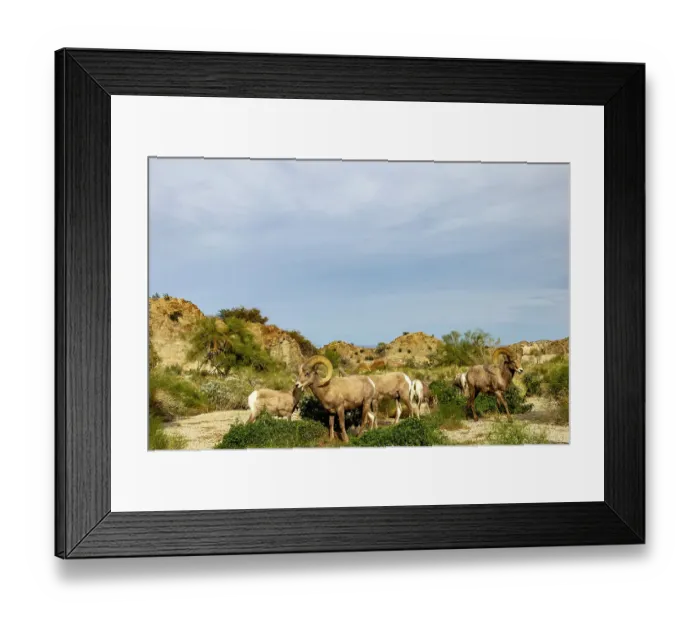 Framed Print : Band of desert bighorn sheep in the Santa Rosa Mountains in the Coachella Valley, California, USA