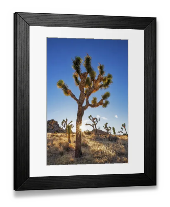 Framed Print : Sunstar around Joshua Tree near sunset in Joshua Tree National Park, California, USA Framed Print : Sunstar around Joshua Tree near sunset in Joshua Tree National Park, California, USA