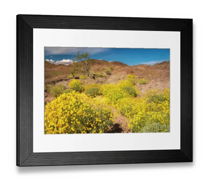 Framed Print : USA, California. Blooming brittlebush and Chocolate Mountains. ©Cathy & Gordon Illg / Jaynes Gallery / DanitaDelimont.com Framed Print : USA, California. Blooming brittlebush and Chocolate Mountains. ©Cathy & Gordon Illg / Jaynes Gallery / DanitaDelimont.com