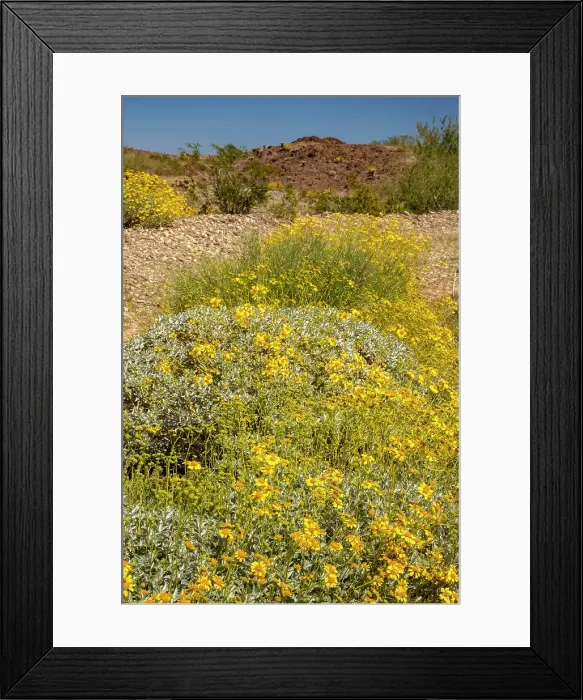 Framed Print : USA, California. Blooming brittlebush and Chocolate Mountains. ©Cathy & Gordon Illg  /  Jaynes Gallery  /  DanitaDelimont.com