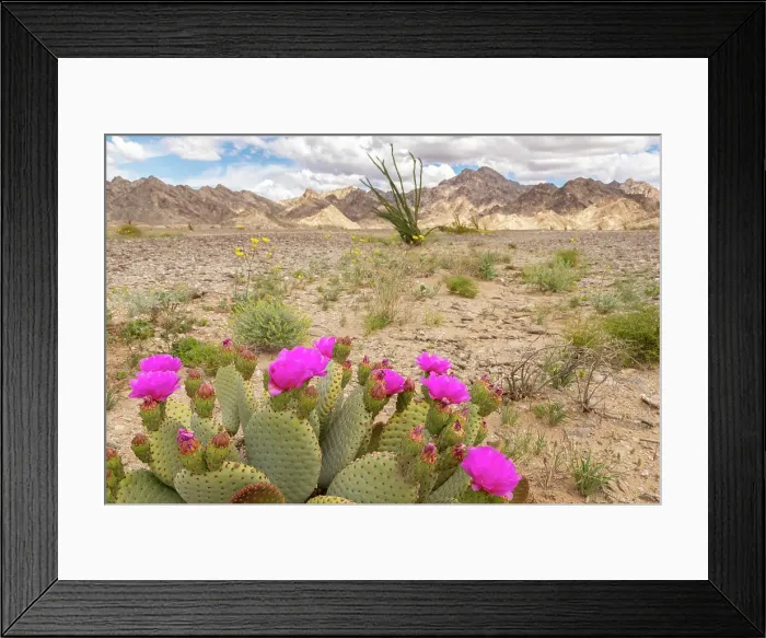 Framed Print : USA, California. Blooming beavertail cactus and Chocolate Mountains. ©Cathy & Gordon Illg / Jaynes Gallery / DanitaDelimont.com Framed Print : USA, California. Blooming beavertail cactus and Chocolate Mountains. ©Cathy & Gordon Illg / Jaynes Gallery / DanitaDelimont.com
