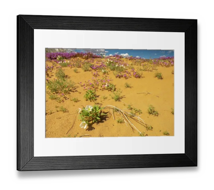 Framed Print : USA, California, Imperial Sand Dunes Recreation Area. Blooming verbena and evening primrose flowers. ©Cathy & Gordon Illg  /  Jaynes Gallery  /  DanitaDelimont.com
