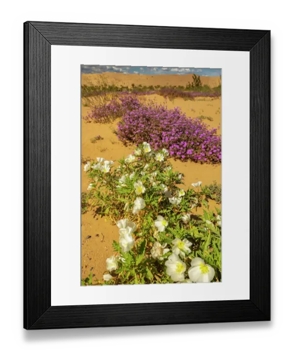 Framed Print : USA, California, Imperial Sand Dunes Recreation Area. Evening primrose and verbena flowers. ©Cathy & Gordon Illg / Jaynes Gallery / DanitaDelimont.com Framed Print : USA, California, Imperial Sand Dunes Recreation Area. Evening primrose and verbena flowers. ©Cathy & Gordon Illg / Jaynes Gallery / DanitaDelimont.com