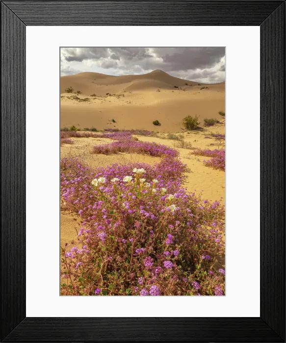 Framed Print : USA, California, Imperial Sand Dunes Recreation Area. Evening primrose and verbena flowers. ©Cathy & Gordon Illg  /  Jaynes Gallery  /  DanitaDelimont.com
