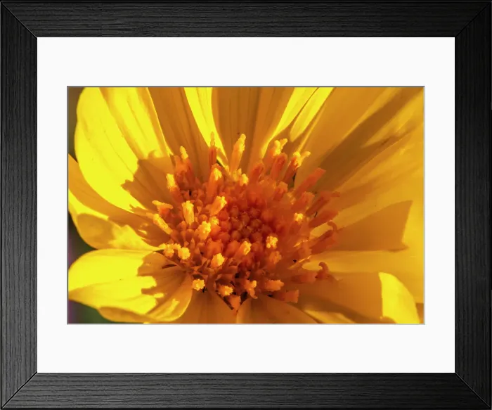 Framed Print : USA, California, Anza Borrego Desert State Park. Goldfields blossom close-up. ©Cathy & Gordon Illg / Jaynes Gallery / DanitaDelimont.com Framed Print : USA, California, Anza Borrego Desert State Park. Goldfields blossom close-up. ©Cathy & Gordon Illg / Jaynes Gallery / DanitaDelimont.com