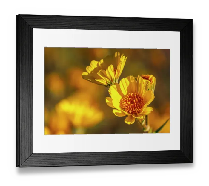 Framed Print : USA, California, Anza Borrego Desert State Park. Goldfields blossoms close-up. ©Cathy & Gordon Illg / Jaynes Gallery / DanitaDelimont.com Framed Print : USA, California, Anza Borrego Desert State Park. Goldfields blossoms close-up. ©Cathy & Gordon Illg / Jaynes Gallery / DanitaDelimont.com