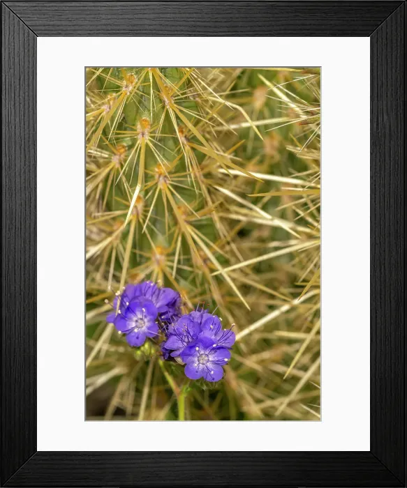 Framed Print : USA, California, Anza Borrego Desert State Park. Phacelia blossoms and cholla cactus. ©Cathy & Gordon Illg  /  Jaynes Gallery  /  DanitaDelimont.com