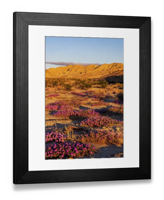 Framed Print : Sand verbena wildflowers in the Coachella Valley National Wildlife Refuge near Palm Springs, California, USA