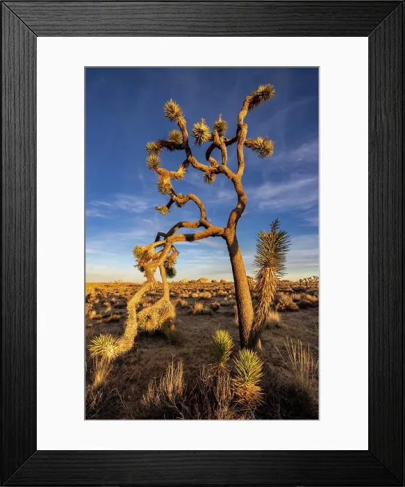 Framed Print : Joshua Trees near sunset in Joshua Tree National Park, California, USA