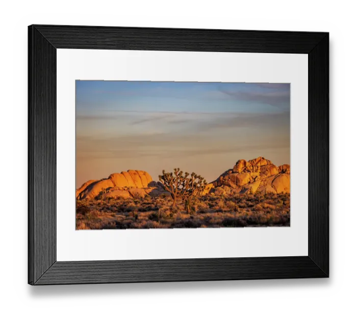 Framed Print : Joshua Trees with granite boulders in Joshua Tree National Park, California, USA Framed Print : Joshua Trees with granite boulders in Joshua Tree National Park, California, USA