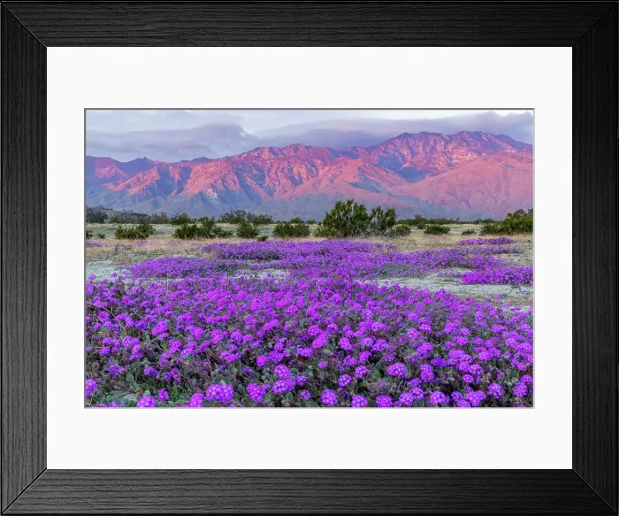 Framed Print : Sand verbena wildflowers with San Jacinto Mountains at sunrise in Palm Springs, California, USA