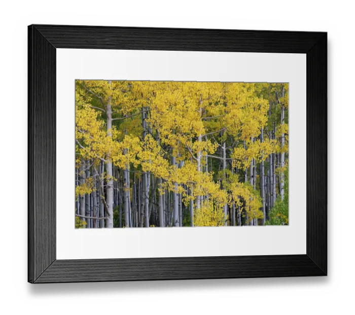 Framed Print : USA, Colorado, Uncompahgre National Forest. Aspen grove in autumn. ©Don Grall / Jaynes Gallery / DanitaDelimont.com Framed Print : USA, Colorado, Uncompahgre National Forest. Aspen grove in autumn. ©Don Grall / Jaynes Gallery / DanitaDelimont.com