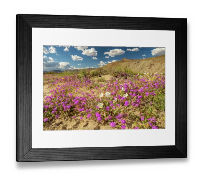 Framed Print : USA, California, Anza Borrego Desert State Park. Blooming desert flowers. ©Cathy & Gordon Illg  /  Jaynes Gallery  /  DanitaDelimont.com