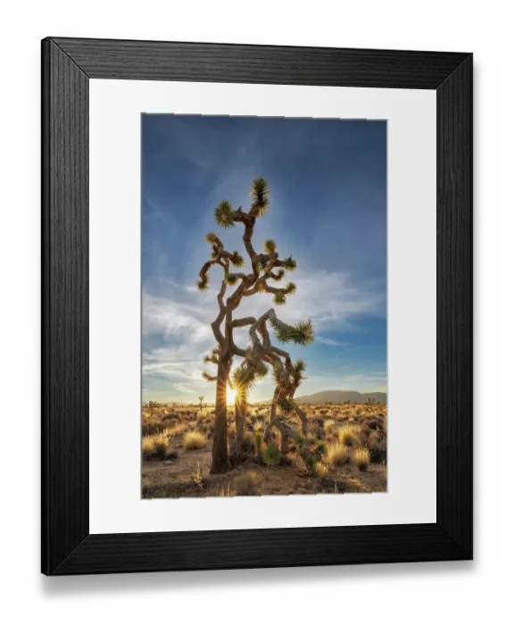 Framed Print : Joshua Trees near sunset in Joshua Tree National Park, California, USA Framed Print : Joshua Trees near sunset in Joshua Tree National Park, California, USA