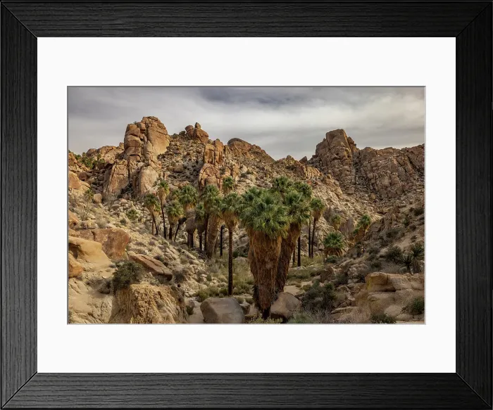 Framed Print : Lost Palms oasis in Joshua Tree National Park, California, USA Framed Print : Lost Palms oasis in Joshua Tree National Park, California, USA
